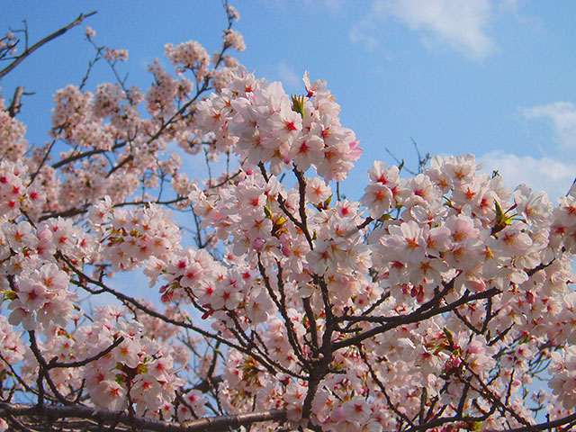 春の桜は日本人の心!?桜ソングだけじゃない!桜(さくら)絡みの日本ドラマ5選!