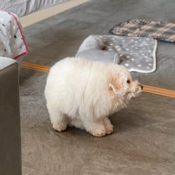 小林 トシ江｜日本タレント名鑑